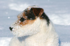 Jack Russell Terrier Portrait