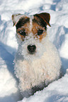 sitting Jack Russell Terrier
