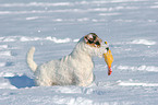 standing Jack Russell Terrier