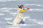 Jack Russell Terrier shows trick