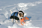 playing Jack Russell Terrier