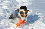 playing Jack Russell Terrier