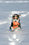 playing Jack Russell Terrier