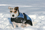 sitting Jack Russell Terrier