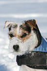 Jack Russell Terrier Portrait