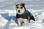 sitting Jack Russell Terrier