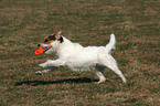playing Jack Russell Terrier