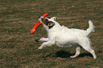 playing Jack Russell Terrier