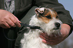 Jack Russell Terrier gets flea collar