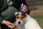 Jack Russell Terrier gets Spot-on