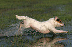 running Jack Russell Terrier