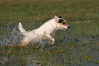 running Jack Russell Terrier