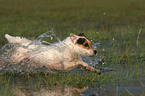running Jack Russell Terrier
