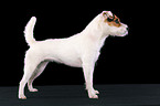 trimmed standing Jack Russell Terrier