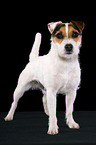 trimmed standing Jack Russell Terrier