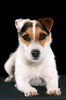 trimmed lying Jack Russell Terrier