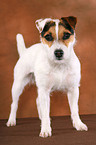 trimmed standing Jack Russell Terrier
