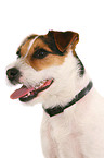Jack Russell Terrier with flea collar