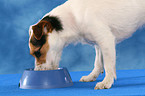 eating Jack Russell Terrier