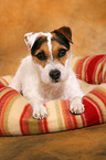 lying Jack Russell Terrier