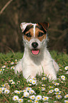 lying Jack Russell Terrier