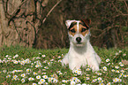 lying Jack Russell Terrier