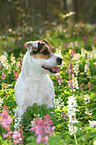 sitting Jack Russell Terrier