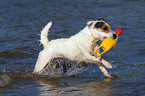 playing Jack Russell Terrier