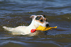 playing Jack Russell Terrier