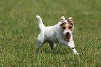 running Jack Russell Terrier