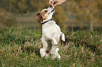 Jack Russell Terrier shows trick