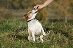 Jack Russell Terrier shows trick