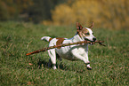 playing Jack Russell Terrier