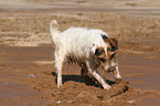 playing Jack Russell Terrier