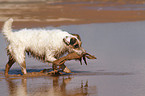 playing Jack Russell Terrier