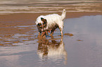 playing Jack Russell Terrier