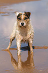 Jack Russell Terrier