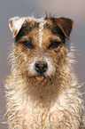 Jack Russell Terrier Portrait