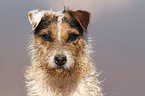 Jack Russell Terrier Portrait