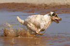 running Jack Russell Terrier