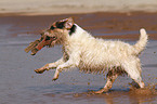 playing Jack Russell Terrier