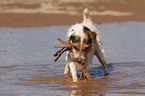 playing Jack Russell Terrier