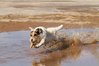 running Jack Russell Terrier