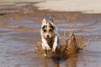 running Jack Russell Terrier