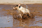 running Jack Russell Terrier