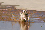 running Jack Russell Terrier