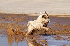 running Jack Russell Terrier