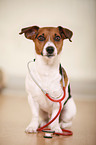 sitting Jack Russell Terrier