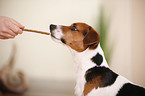Jack Russell Terrier