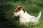 standing Jack Russell Terrier